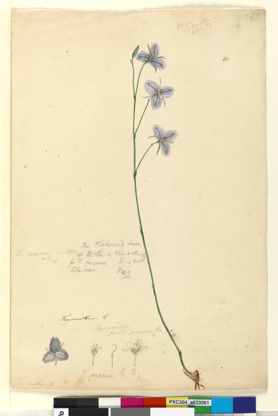 Page 61. Thysanotus by John William Lewin
